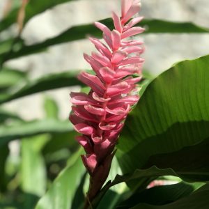 Fleurs à l’arrivée